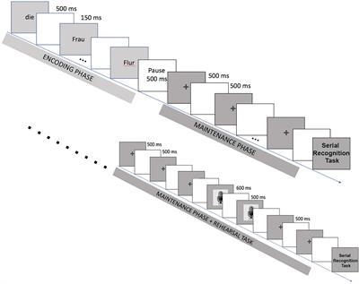 Distinct Neural Processes for Memorizing Form and Meaning Within Sentences
